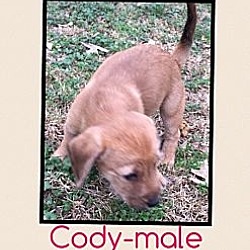 Thumbnail photo of Cody (ETAA) #3