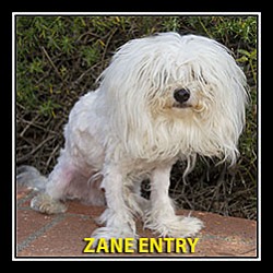 Thumbnail photo of Zane #3