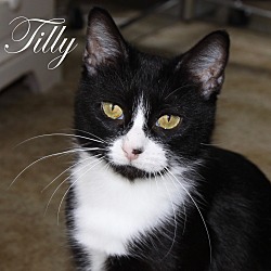 Thumbnail photo of Tillie - At Adoption Center #1