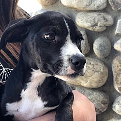 labrador retriever and beagle mix