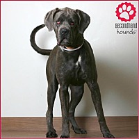 Cane Corso Puppies For Sale In Minnesota Adoptapetcom