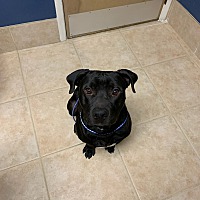 augustine loretto vca