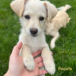 Photo of Poquito **FOSTER HOME**