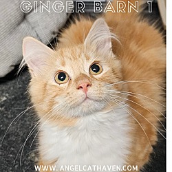 Thumbnail photo of Ginger Barn 1 #1
