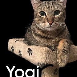 Thumbnail photo of Yogi, aka Yogurt #4