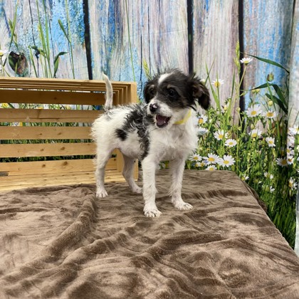 Tangent, OR - Terrier (Unknown Type, Small). Meet Blakely a Pet for ...