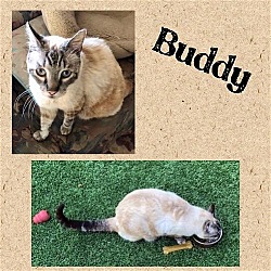 Thumbnail photo of BUDDY (Feline Network of the Central Coast) #1