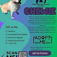 adopt a pet