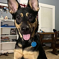 adopt a pet