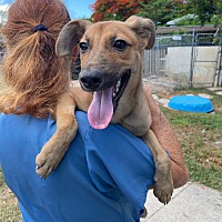 adopt a pet