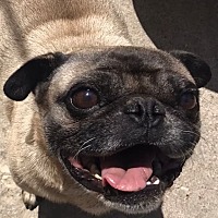 CHATO - Pug available for adoption