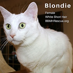 Thumbnail photo of Blondie #3