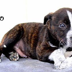 Thumbnail photo of Pico~adopted! #4