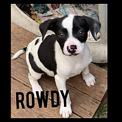 Thumbnail photo of Rowdy #1