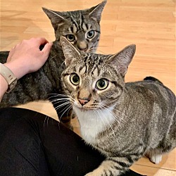 Photo of Fred and Rae, Sweetheart Tabby Brothers