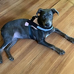 Photo of Sister - NEW ENGLAND ADOPTER/FOSTER NEEDED