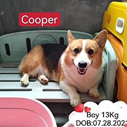 Photo of Cooper - COMING SOON