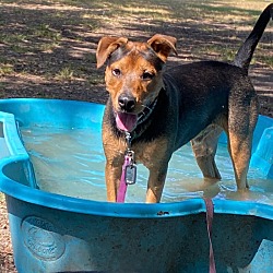 Thumbnail photo of Rolo Polo the Dog Friendly Swimming Boy #4