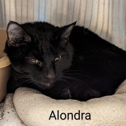 Thumbnail photo of Alondra #2