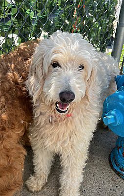 New York, NY - Goldendoodle. Meet Dolly a Pet for Adoption - AdoptaPet.com