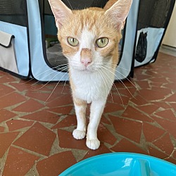 Thumbnail photo of May-Barn Cat #1