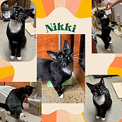 Thumbnail photo of Nikki- an affectionate young people cat! #1