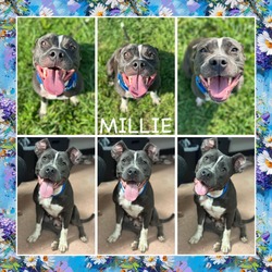 Thumbnail photo of Millie #2