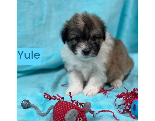 Carthage, Tn - Maltese Schnoodle. Meet Yule A Pet For Adoption 