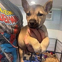adopt a pet