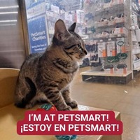 adopt a pet