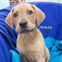 Thumbnail photo of Amos #3