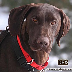 Thumbnail photo of Dex #1