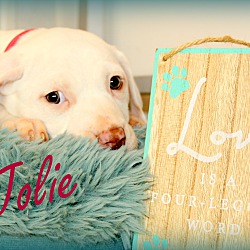 Thumbnail photo of Jolie~adopted! #1