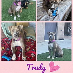 Thumbnail photo of TRUDY 2 YEAR PIT BULL #1