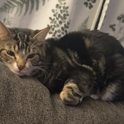 Photo of Mocha