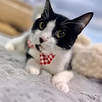 adopt a pet