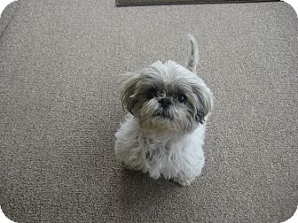 Denver Co Shih Tzu Meet Butterscotch A Pet For Adoption