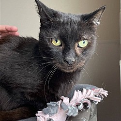 Thumbnail photo of Buster (Shy Black Kitty) - Adoption Sponsored #3