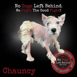 Thumbnail photo of Chauncy 4202 #1