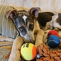 adopt a pet