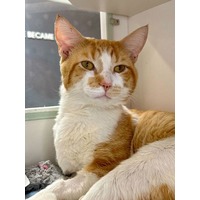 adopt-pet