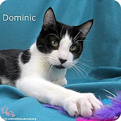 Thumbnail photo of Dominic #3