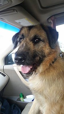 bouvier shepherd mix