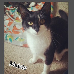 Thumbnail photo of Maisie #3