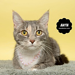 Thumbnail photo of ANITA #3