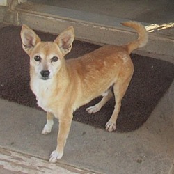 Thumbnail photo of Yote-Would love a FOSTER home. #4