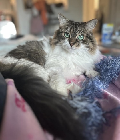 Photo of Mimi The Maine Coon (Declawed)