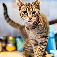 adopt a pet