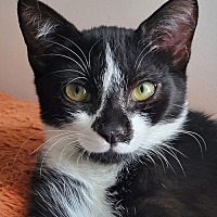 adopt a pet