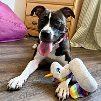adopt a pet